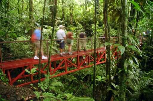 Rainforest Walk Wall Decal