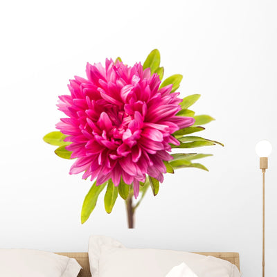 Pink Aster Wall Decal shown on a wall