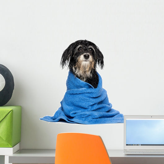 Wet Havanese Puppy Dog Wall Decal