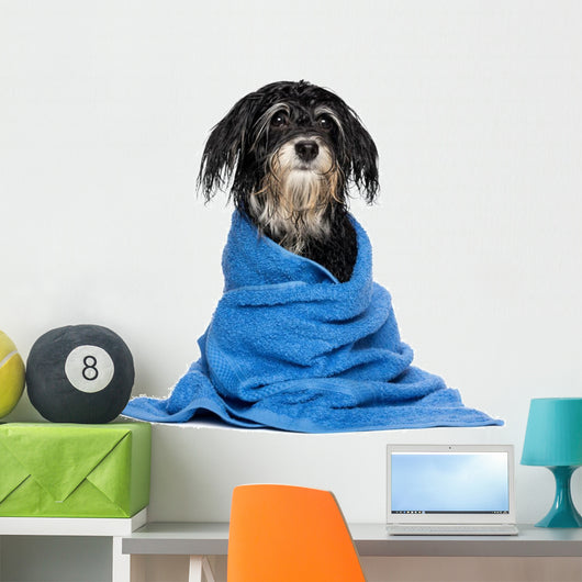 Wet Havanese Puppy Dog Wall Decal