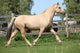 Beautiful Palomino Mare Wunning Wall Decal