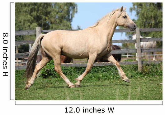 Beautiful Palomino Mare Wunning Wall Decal