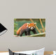 Ailurus Fulgens Wall Decal