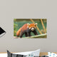 Ailurus Fulgens Wall Decal