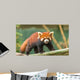 Ailurus Fulgens Wall Decal