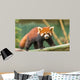 Ailurus Fulgens Wall Decal