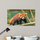 Ailurus Fulgens Wall Decal