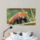 Ailurus Fulgens Wall Decal