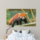 Ailurus Fulgens Wall Decal