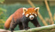 Ailurus Fulgens Wall Decal