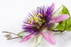 Purple Passion Flower Wall Decal