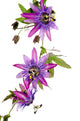 Passion Flowers Vine Wall Decal