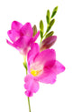 Beautiful Freesia Flower Wall Decal