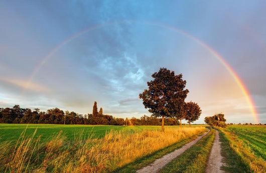 Rainbow over Field Road Wall Decal
