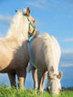 Welsh Pony Foals Pasture Wall Decal