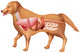 Anatomy Dog Wall Decal