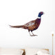 Male Pheasant Wall Decal