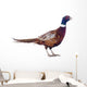 Male Pheasant Wall Decal