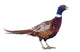 Male Pheasant Wall Decal
