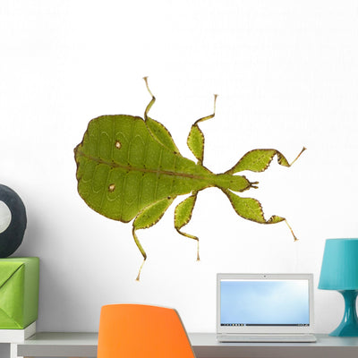 Leaf Insect Phylliidae Phyllium Wall Decal shown on a wall