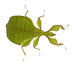Leaf Insect Phylliidae Phyllium Wall Decal