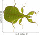 Leaf Insect Phylliidae Phyllium Wall Decal