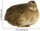 Japanese Quail Wall Decal