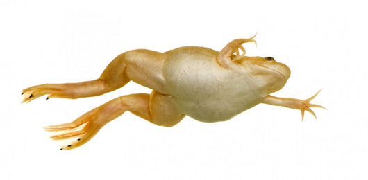 Frog Xenopus Laevis Wall Decal