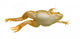 Frog Xenopus Laevis Wall Decal