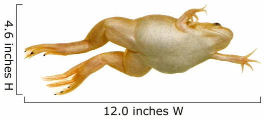 Frog Xenopus Laevis Wall Decal