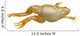 Frog Xenopus Laevis Wall Decal
