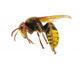 Hornet Wall Decal