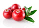 Cranberry Closeup Wall Decal