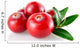 Cranberry Closeup Wall Decal
