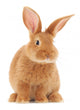 Rabbit Wall Decal
