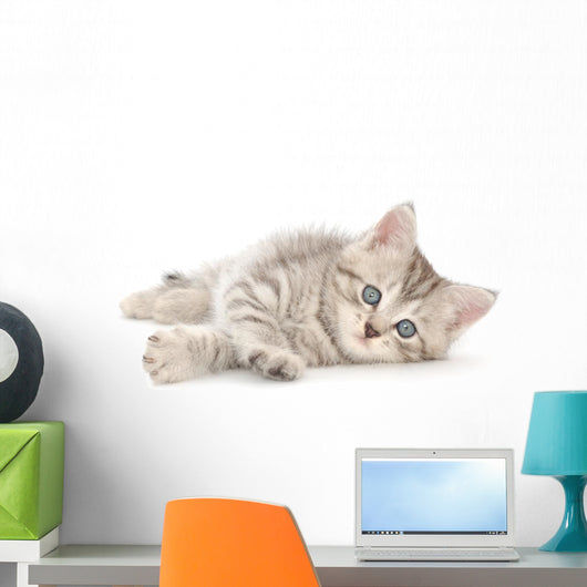 Kitten White Wall Decal