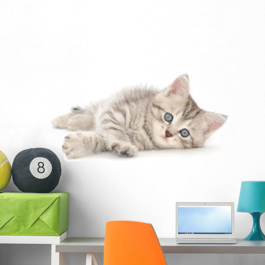 Kitten White Wall Decal