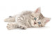 Kitten White Wall Decal