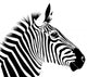 Zebra Wall Decal Design 1