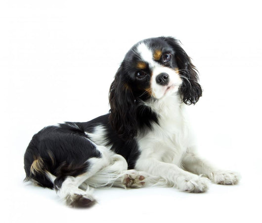Cavalier Wall Decal