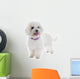 White Bichon Frise Wall Decal