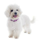 White Bichon Frise Wall Decal