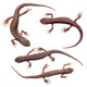 Common Newts White Wall Decal Sticker Set Wall Decal