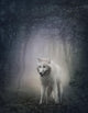 White Wolf Wall Decal