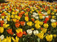 Tulpenfeld Wall Decal