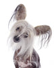 Chinese Crested Dog Wall Decal