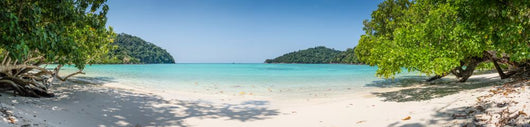 Huge Panorama Wild Tropical Wall Decal