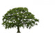 Abstract Summer Oak Tree Wall Decal