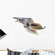 Blue Tongue Lizard Poking Wall Decal