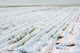 Agricultural Field Covered Fresh Wall Decal